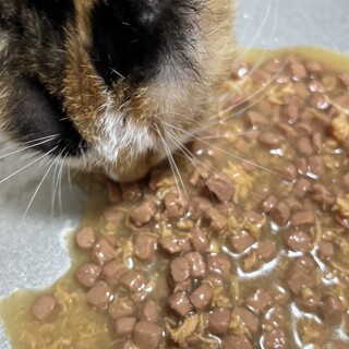 急募!!三毛猫の女の子