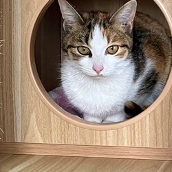 保護猫の譲渡会 サムネイル2