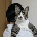 甘えん坊キジ白