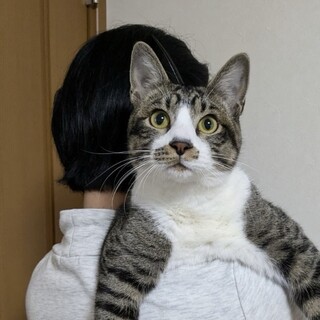 甘えん坊キジ白