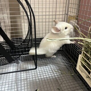 チンチラ1歳里親様募集