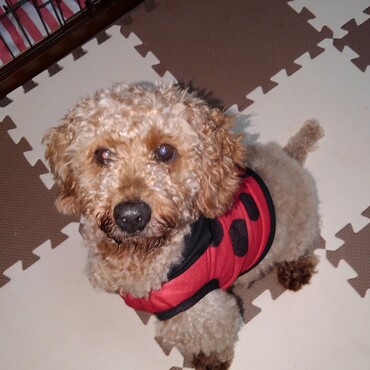 ピッチピッチのてんとう虫