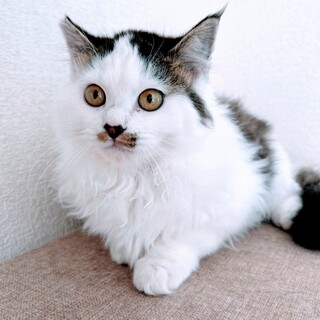 陽気なチャップくん❣️