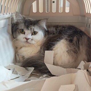 ミネット オス1歳 引っ越し先で飼えなくなりました