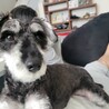 まだ1歳のミニチュアシュナウザー★ サムネイル2