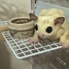 梅大蛇