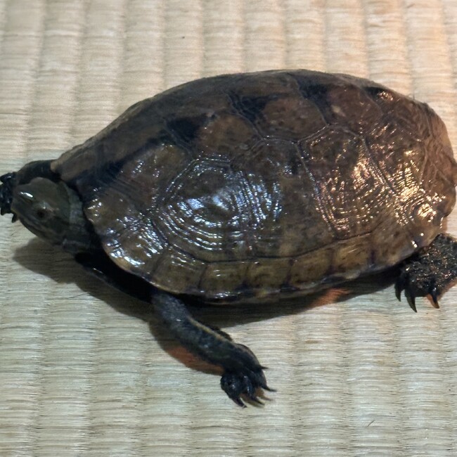 梅大蛇のカバー写真
