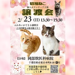 千葉県柏市☆保護猫譲渡会