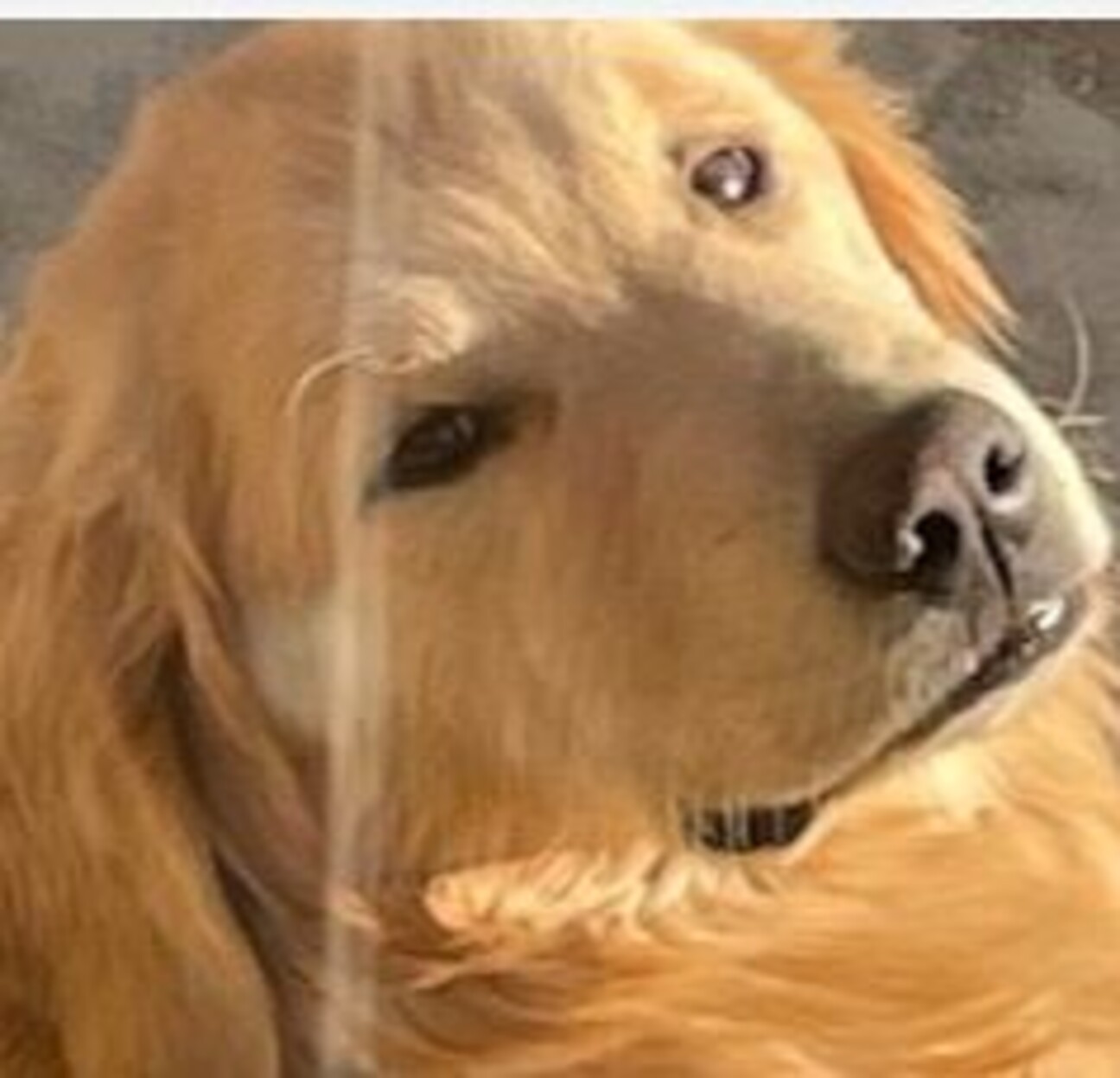 ゴールデンレトリバー。里」三重県 - 犬の里親募集(511140