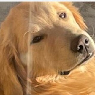 ゴールデンレトリバー。里親様募集