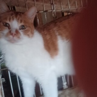 性格花丸❤️お腹も性格も丸いこっちゃんです！