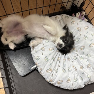 パピヨンとチワワのMIX女の子