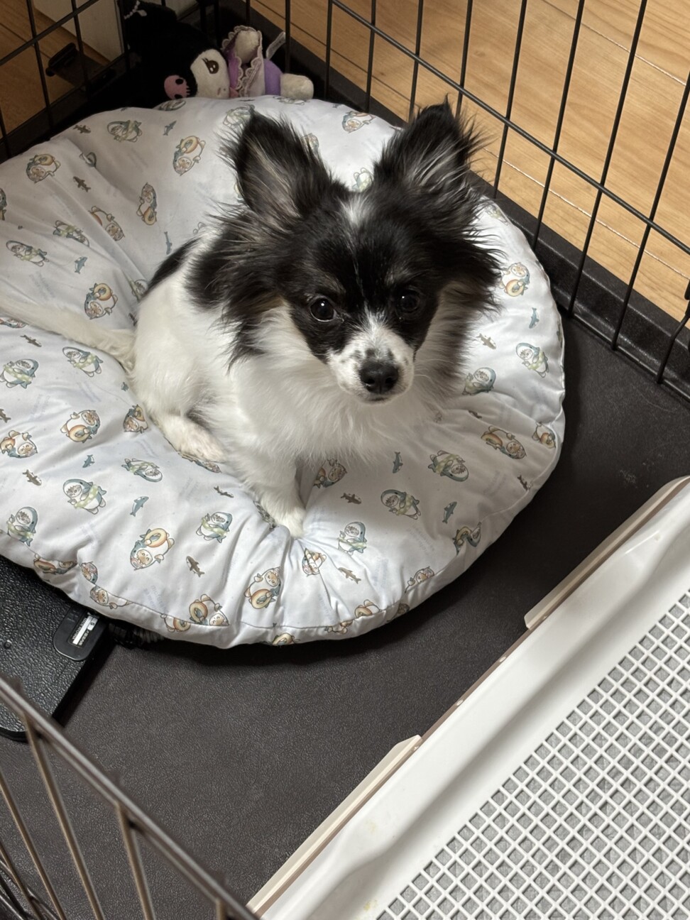 パピヨンとチワワのMIX女の子」埼玉県 - 犬の里親募集(511165) 3枚目の