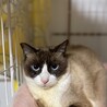 カフェデビュー中ラグドールのようなジャズくん　 サムネイル3