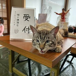 in日進市☆保護猫をオウチに迎えよう☆2025年2月23日（日）～ちーむ にゃいんず