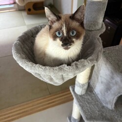 in江南市☆保護猫をオウチに迎えよう☆2025年2月23日（日）～ちーむ にゃいんず