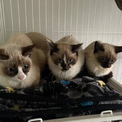 in岡崎市☆保護猫達をオウチに迎えよう☆2025年2月24日（祝）～ちーむ にゃいんず