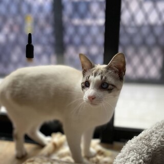 約4か月の男の子【バブ】