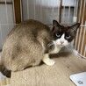 カフェデビュー中ラグドールのようなジャズくん　 サムネイル4
