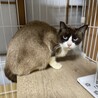 カフェデビュー中ラグドールのようなジャズくん　 サムネイル2
