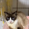 カフェデビュー中ラグドールのようなジャズくん　 サムネイル5