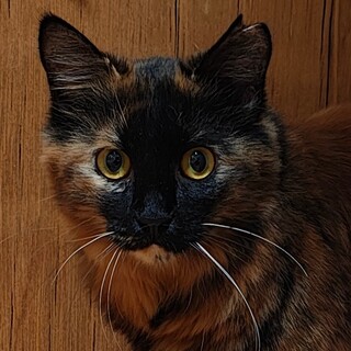 1歳未満　サビ　中長毛