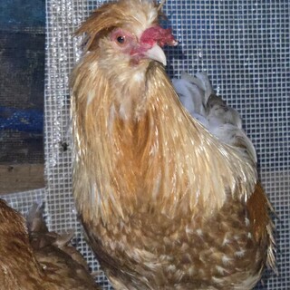 アローカナ１歳