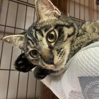 ふわりん兄妹のふわちゃん。遊ぶの大好き。