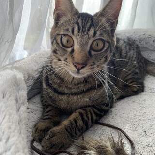 ふわりん兄妹のりん君。のんびりマイペースな子。