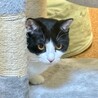 ＜こたつ君＞黒白の元気な男の子♪ サムネイル7