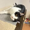 ＜こたつ君＞黒白の元気な男の子♪ サムネイル6