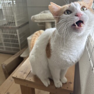 超　抱っこ大好きくん