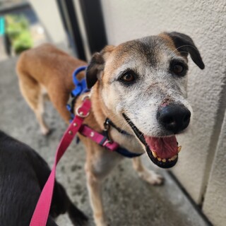 黒い垂れ耳が可愛い【ミッキー】くん