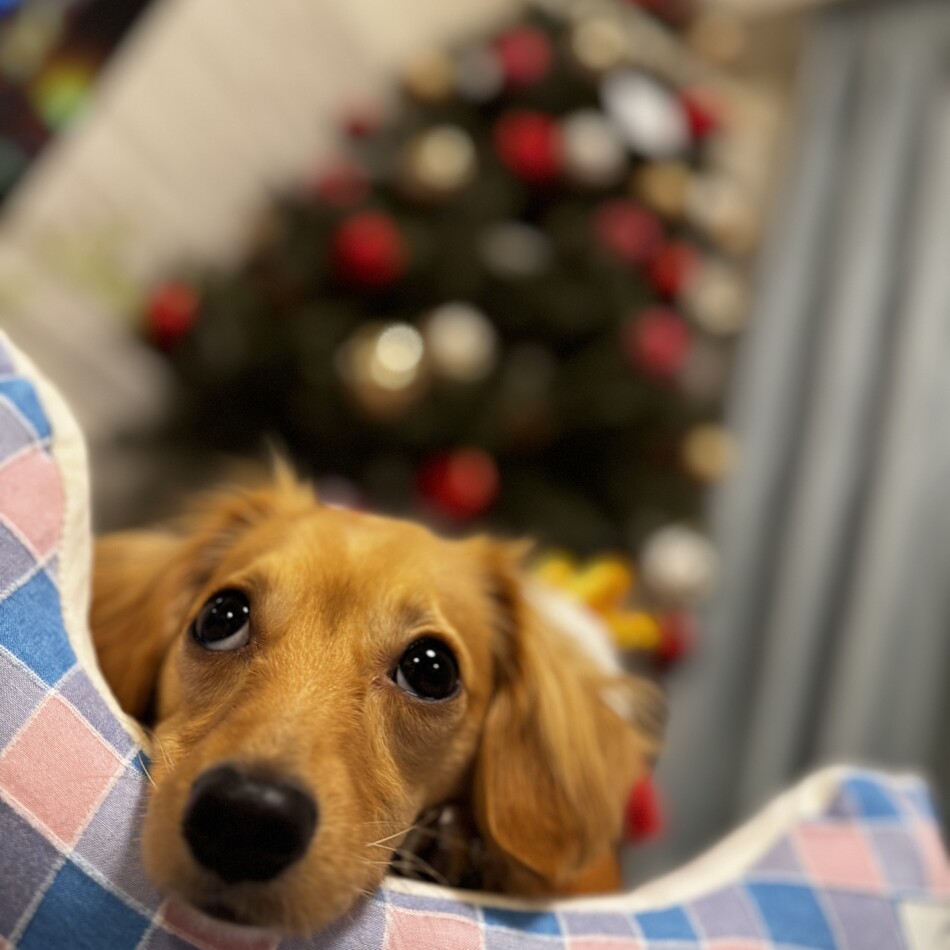 イアのカバー写真