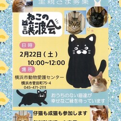保護ねこ譲渡会in動物愛護センター サムネイル1