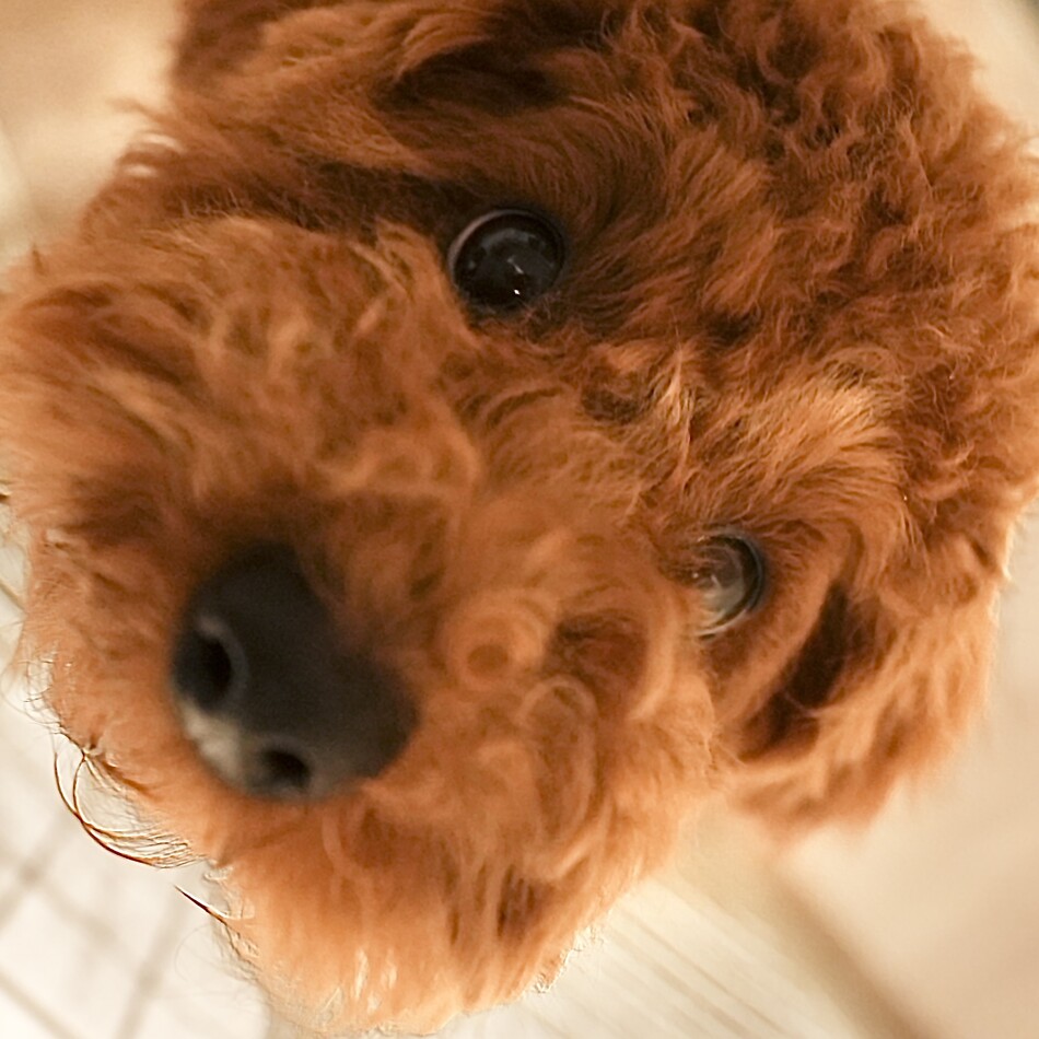 Daisyのカバー写真