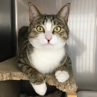 わんぱく元気な「きんに君」