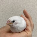 白十姉妹の幼鳥