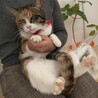なれなれ♪甘えん坊の三毛『みーちゃん』４歳 サムネイル7