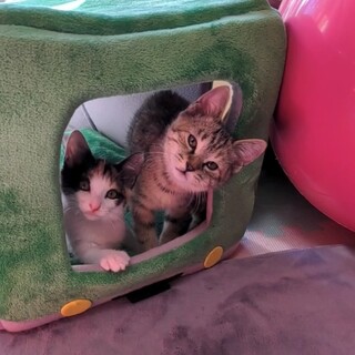 はんぺん＆ちくわ