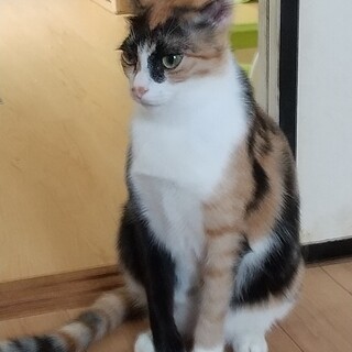 三毛　メス　運動大好き　　