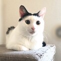 人にも猫にもフレンドリーな超甘えん坊男子♪ソラくん