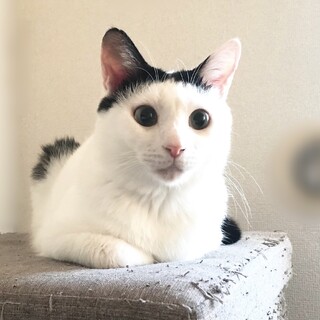 人にも猫にもフレンドリーな超甘えん坊男子♪ソラくん