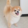 モフモフでキュートなポメラニアンの女の子 サムネイル4