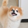 モフモフでキュートなポメラニアンの女の子 サムネイル5