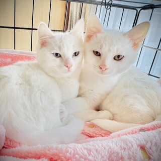 可愛い真っ白姉妹の琥珀ちゃんと真白ちゃん