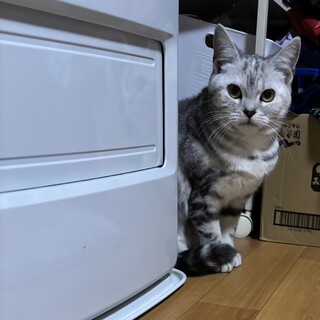 スコティッシュフォールド(立ち耳) 里親募集