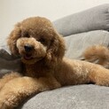元気なトイプードル　里親募集です