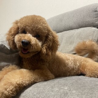 元気なトイプードル　里親募集します