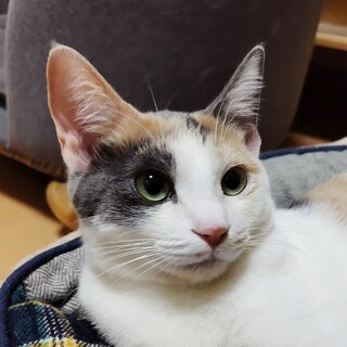 2/23高田馬場★ビスコちゃん★お転婆娘時々レディ